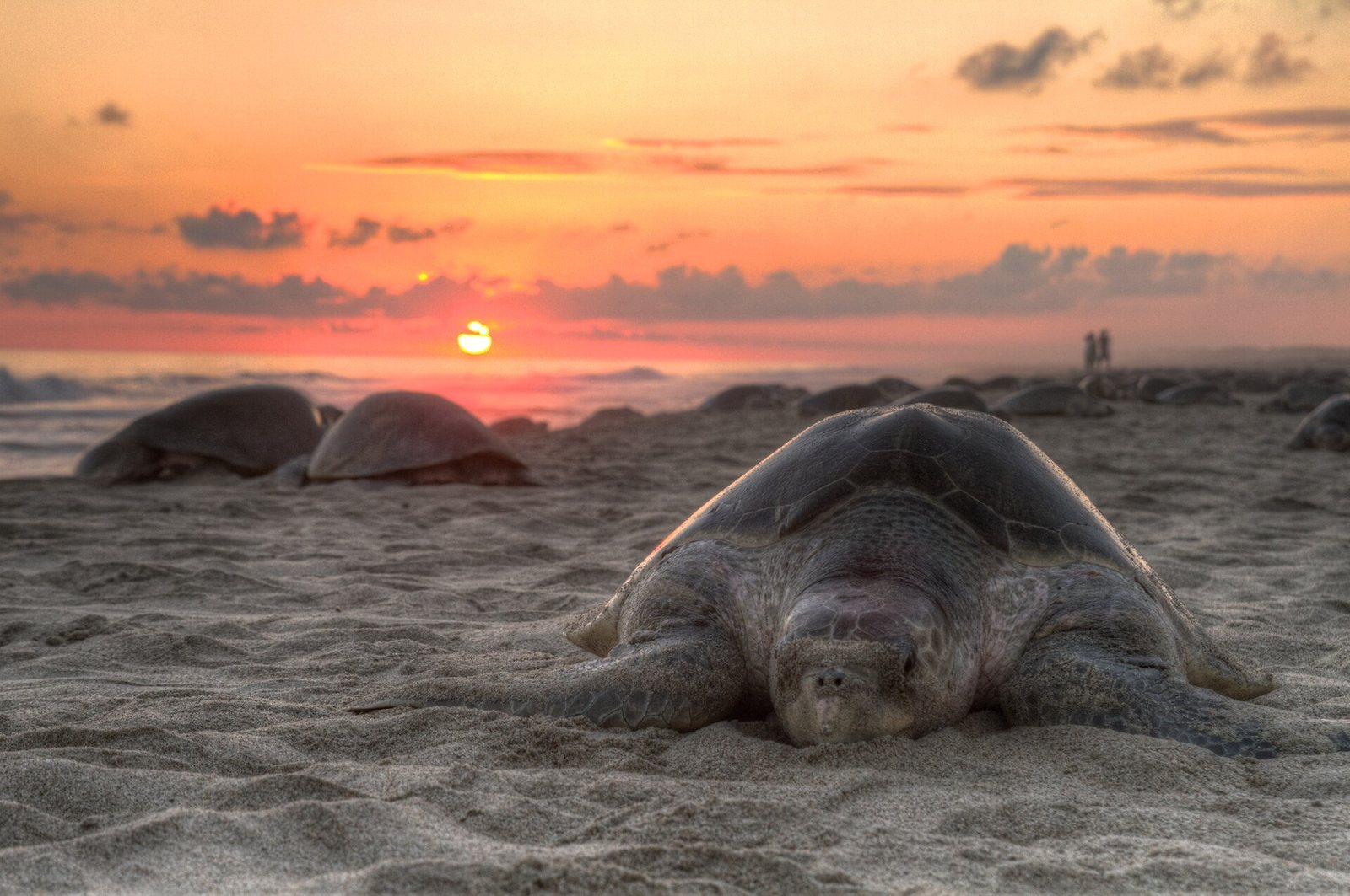 Olive ridley sea turtles on a nesting beach at Escobilla, Oaxaca, Mexico — illustrative, not the California nesting females