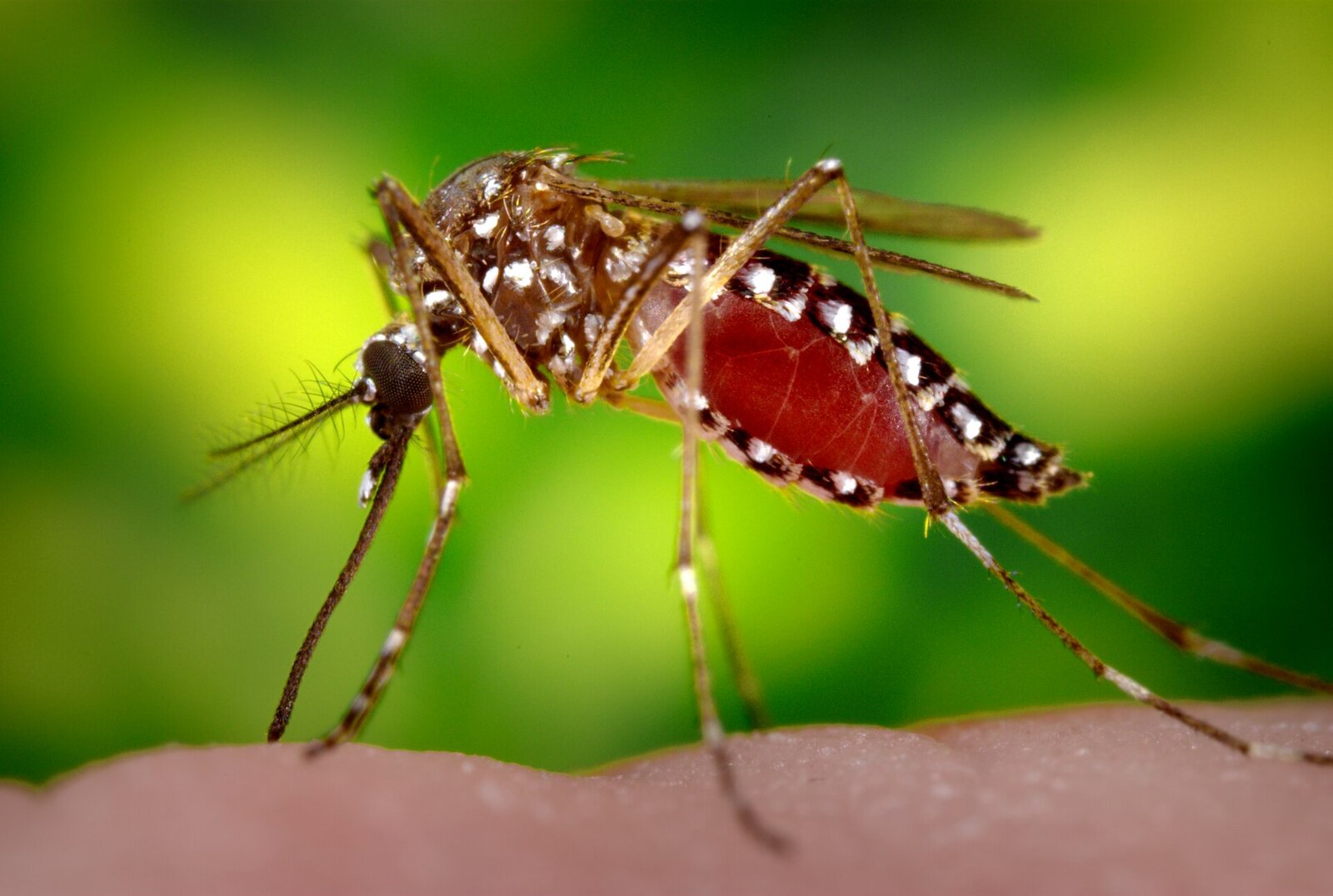 Close-up of a female Aedes aegypti mosquito, the main species that spreads dengue, feeding on human skin