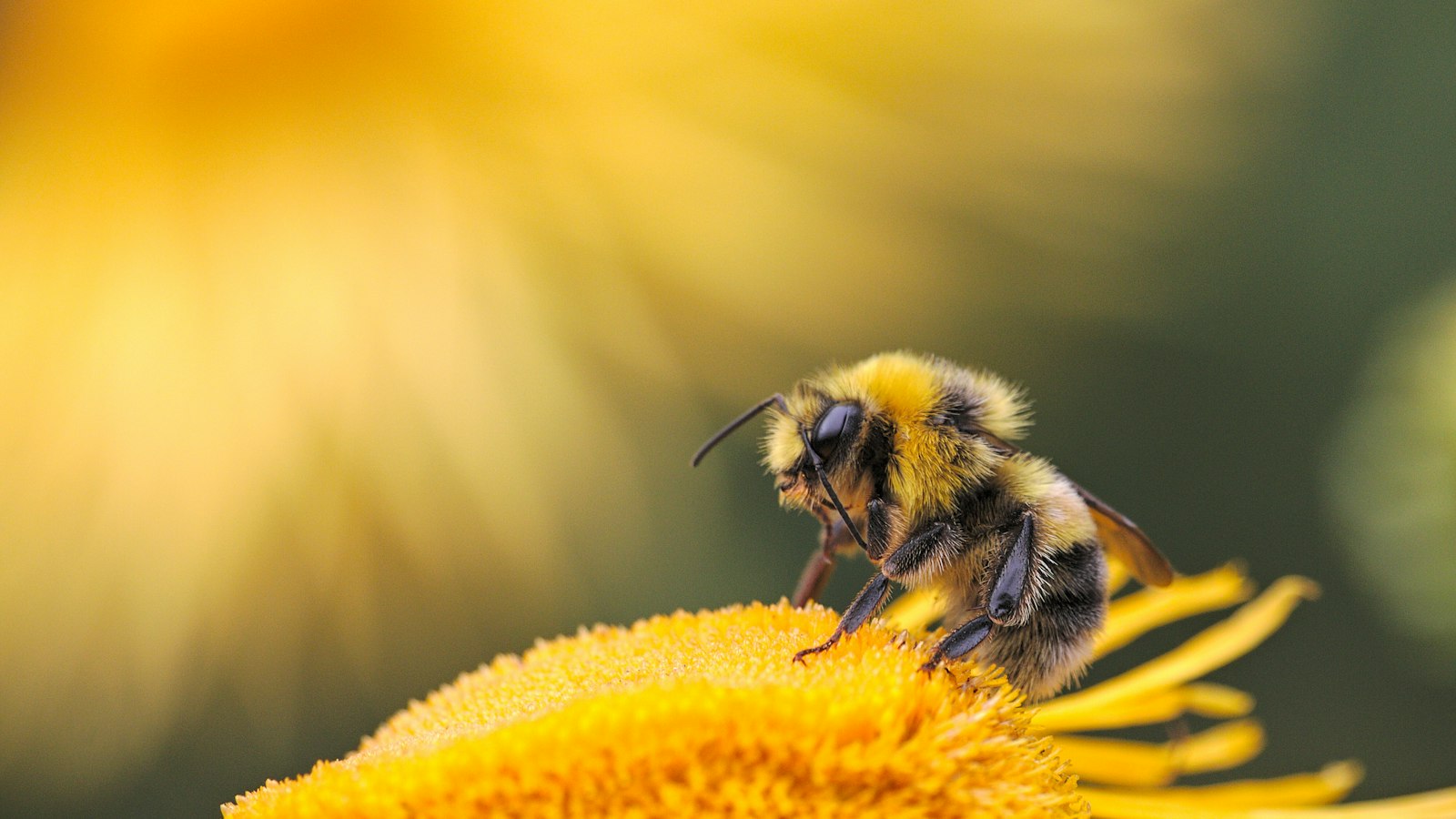 Illustrative honey bee on flower — pollinator research theme